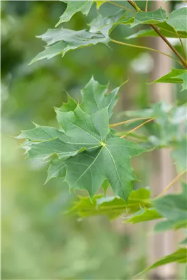 Ahorn 'Pacific Sunset'® - Acer truncatum 'Pacific Sunset'