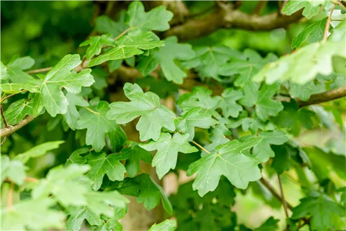 Kugel-Feldahorn 'Nanum' - Acer campestre 'Nanum'