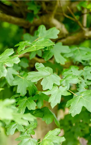 Acer campestre 'Nanum'