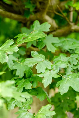 Kugel-Feldahorn 'Nanum' - Acer campestre 'Nanum'