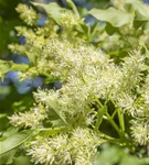 Blumenesche 'Obelisk' - Fraxinus ornus 'Obelisk'