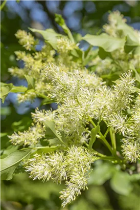 Blumenesche 'Obelisk' - Fraxinus ornus 'Obelisk'