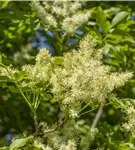 Blumenesche 'Obelisk' - Fraxinus ornus 'Obelisk'