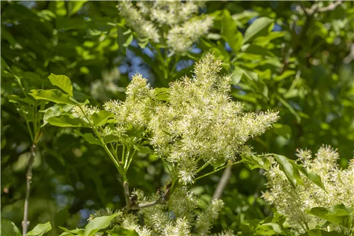 Blumenesche 'Obelisk' - Fraxinus ornus 'Obelisk'