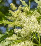 Blumenesche 'Obelisk' - Fraxinus ornus 'Obelisk'