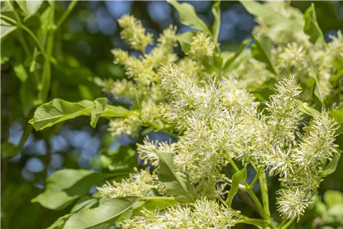 Blumenesche 'Obelisk' - Fraxinus ornus 'Obelisk'