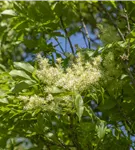 Blumenesche 'Obelisk' - Fraxinus ornus 'Obelisk'