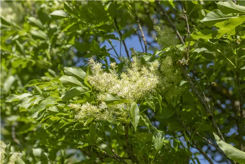 Blumenesche 'Obelisk' - Fraxinus ornus 'Obelisk'