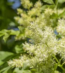 Blumenesche 'Obelisk' - Fraxinus ornus 'Obelisk'