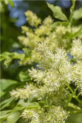 Blumenesche 'Obelisk' - Fraxinus ornus 'Obelisk'