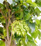 Blumenesche 'Obelisk' - Fraxinus ornus 'Obelisk'