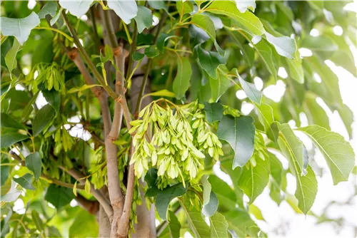 Blumenesche 'Obelisk' - Fraxinus ornus 'Obelisk'