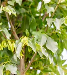 Blumenesche 'Obelisk' - Fraxinus ornus 'Obelisk'