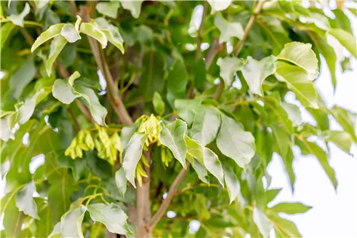 Blumenesche 'Obelisk' - Fraxinus ornus 'Obelisk'