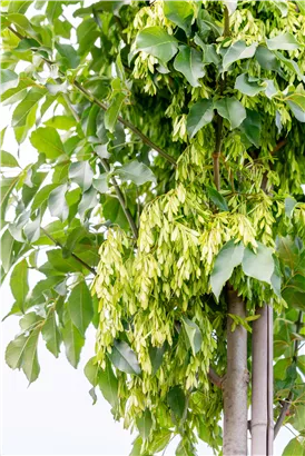 Blumenesche 'Obelisk' - Fraxinus ornus 'Obelisk'