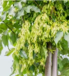 Blumenesche 'Obelisk' - Fraxinus ornus 'Obelisk'