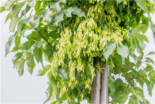 Blumenesche 'Obelisk' - Fraxinus ornus 'Obelisk'