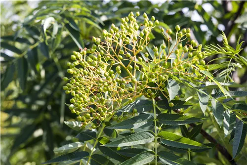 Eberesche 'Dodong' - Sorbus 'Dodong'