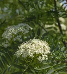 Eberesche 'Dodong' - Sorbus 'Dodong'