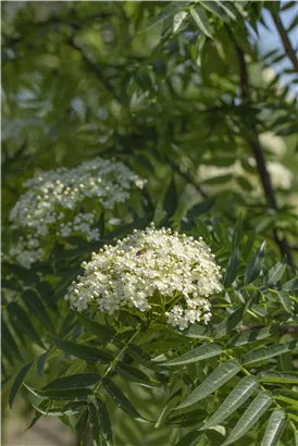 Eberesche 'Dodong' - Sorbus 'Dodong'