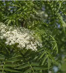 Eberesche 'Dodong' - Sorbus 'Dodong'