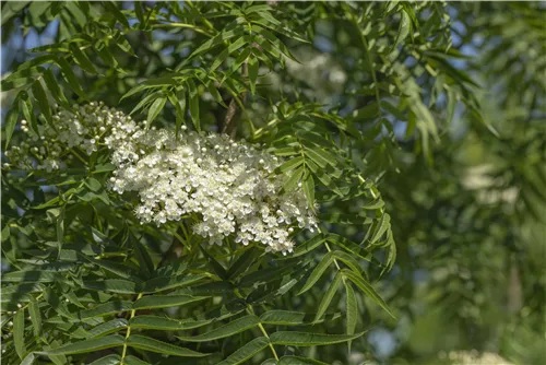 Eberesche 'Dodong' - Sorbus 'Dodong'