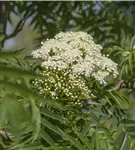 Eberesche 'Dodong' - Sorbus 'Dodong'