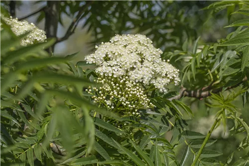 Eberesche 'Dodong' - Sorbus 'Dodong'