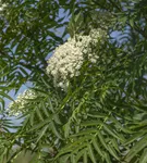 Eberesche 'Dodong' - Sorbus 'Dodong'