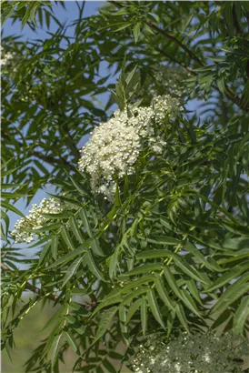 Eberesche 'Dodong' - Sorbus 'Dodong'