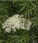 Eberesche 'Dodong' - Sorbus 'Dodong'