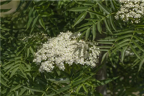 Eberesche 'Dodong' - Sorbus 'Dodong'