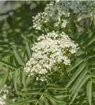 Eberesche 'Dodong' - Sorbus 'Dodong'