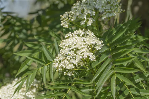 Eberesche 'Dodong' - Sorbus 'Dodong'