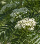 Eberesche 'Dodong' - Sorbus 'Dodong'