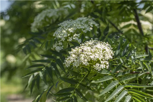 Eberesche 'Dodong' - Sorbus 'Dodong'