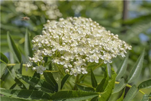 Vielfiedrige Eberesche - Sorbus vilmorinii