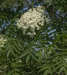 Eberesche 'Dodong' - Sorbus 'Dodong'