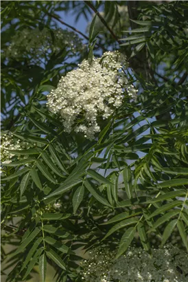 Eberesche 'Dodong' - Sorbus 'Dodong'