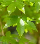 Zöschener Ahorn 'Annae' - Acer zoeschense 'Annae'