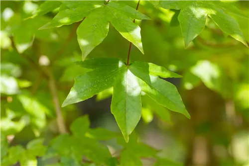 Zöschener Ahorn 'Annae' - Acer zoeschense 'Annae'