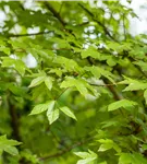 Zöschener Ahorn 'Annae' - Acer zoeschense 'Annae'