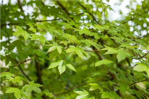 Zöschener Ahorn 'Annae' - Acer zoeschense 'Annae'