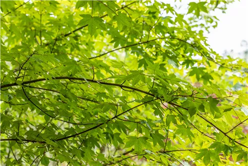 Zöschener Ahorn 'Annae' - Acer zoeschense 'Annae'