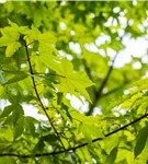 Zöschener Ahorn 'Annae' - Acer zoeschense 'Annae'