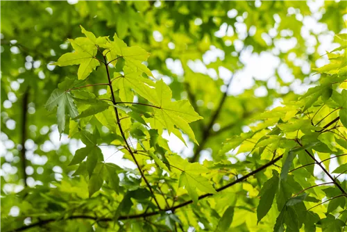 Zöschener Ahorn 'Annae' - Acer zoeschense 'Annae'