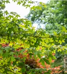 Zöschener Ahorn 'Annae' - Acer zoeschense 'Annae'