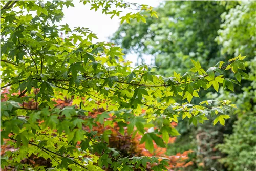 Zöschener Ahorn 'Annae' - Acer zoeschense 'Annae'