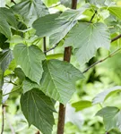 Roter Schlangenhautahorn - Acer capillipes