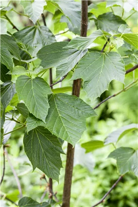 Roter Schlangenhautahorn - Acer capillipes